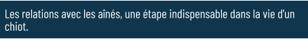 Les relations avec les aînés, une étape indispensable dans la vie d'un chiot.