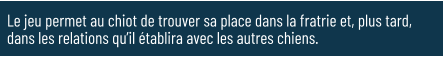 Le jeu permet au chiot de trouver sa place dans la fratrie et, plus tard, dans les relations qu’il établira avec les autres chiens.